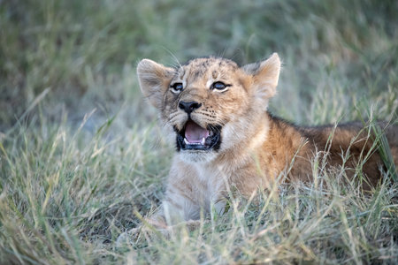 Lion cub in the grass in Maasai Mara National Park in Kenya