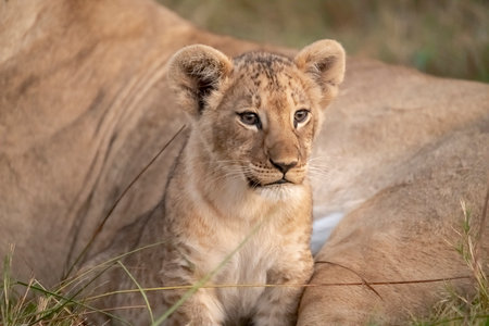 Lion cub in Maasai Mara National Park in Kenya, Africaの写真素材
