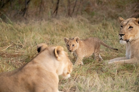 Lioness and lion cubs in Serengeti National Park, Tanzaniaの写真素材