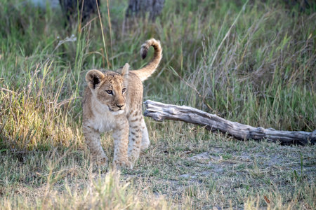 Lion cub in the Okavango Delta - Moremi National Park in Botswana