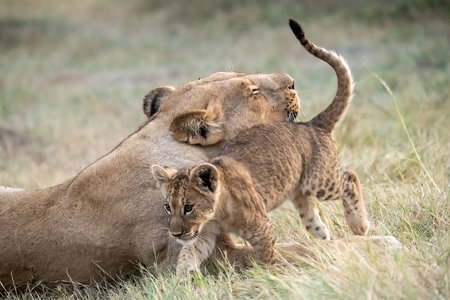 Lion cubs playing with mother in Serengeti National Park, Tanzaniaの写真素材