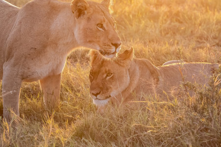 Lion and lioness in the Okavango Delta, Botswana.の写真素材