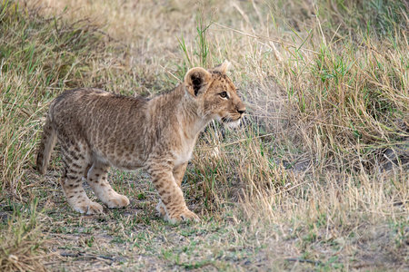 Lion cub walking in the grass in Masai Mara National Park in Kenyaの写真素材