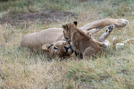 Lion cubs playing in the grass in the Masai Mara National Park in Kenyaの写真素材