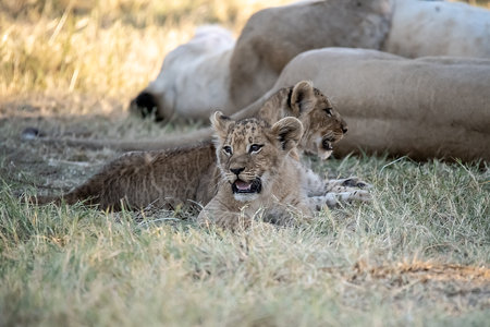 Lion cubs in Maasai Mara National Park in Kenya