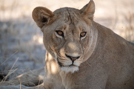 Lioness in the Etosha National Park in Namibia