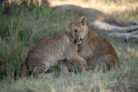 Lion cubs in Maasai Mara National Park, Kenya