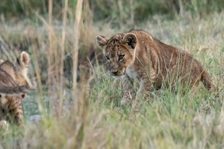 Lion cub in the grass in the Chobe National Park, Botswana.