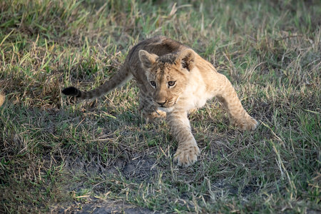 Lion cub in Maasai Mara National Park in Kenya, Africaの写真素材