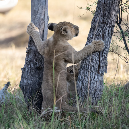Lion cub climbing a tree in the Chobe National Park, Botswana.の写真素材