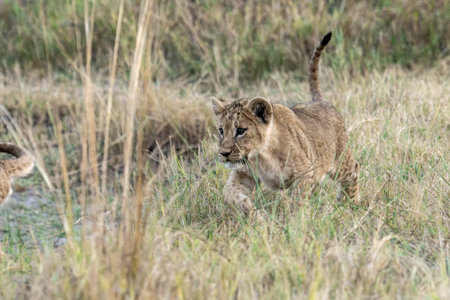Lion cub walking in the grass in Maasai Mara National Park in Kenya