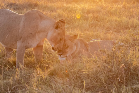Lion and lioness in Serengeti National Park, Tanzaniaの写真素材