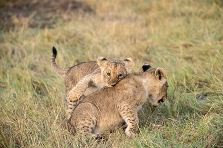 Lion cubs playing in the grass in Maasai Mara National Park in Kenyaの写真素材