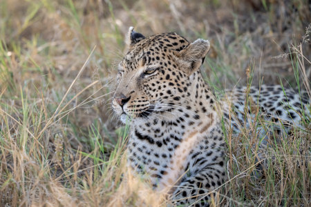 Leopard in the Okavango Delta - Moremi National Park in Botswanaの写真素材