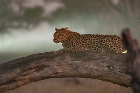 Leopard (Panthera pardus) resting on a branch