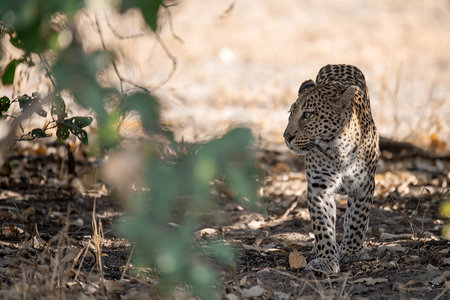 Leopard in the Okavango Delta - Moremi National Park in Botswana