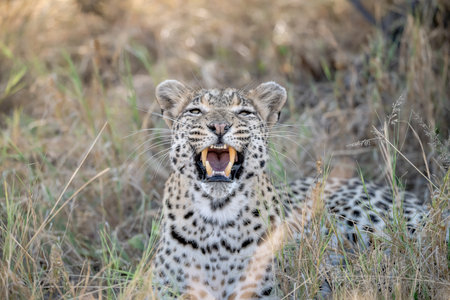 Cheetah yawning in the Okavango Delta, Botswanaの写真素材