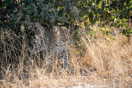 Leopard in the Okavango Delta - Moremi National Park in Botswanaの写真素材