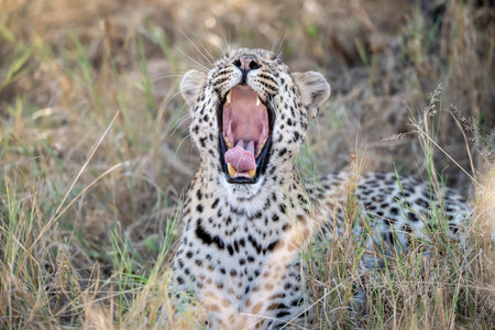 Cheetah yawning in the Moremi Game Reserve (Okavango River Delta), National Park, Botswana