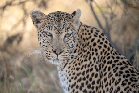 Leopard in the Okavango Delta - Moremi National Park in Botswana