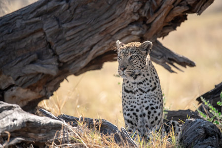 Leopard in the Moremi Game Reserve (Okavango River Delta), National Park, Botswana