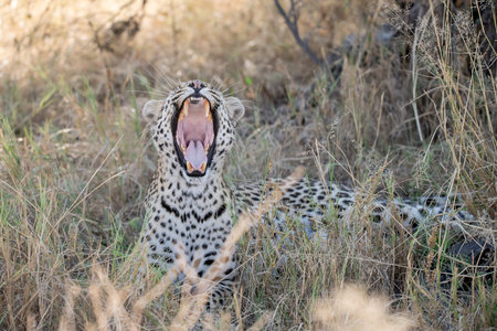 Leopard yawning in the Moremi Game Reserve (Okavango River Delta), National Park, Botswana