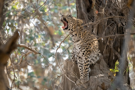 Leopard in the tree at Okavango Delta, Botswanaの写真素材