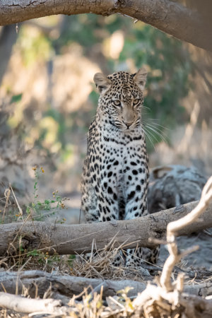 Leopard in Kruger National Park, South Africa; Species Panthera pardus family of Felidaeの写真素材