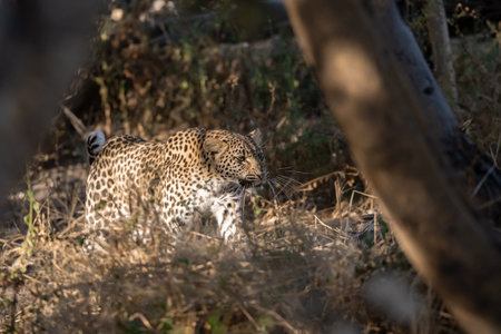 Leopard in the Okavango Delta - Moremi National Park in Botswanaの写真素材