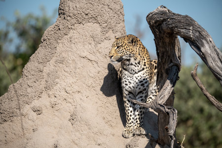 Leopard sitting on a termite mound in the Okavango Delta, Botswana.の写真素材