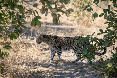 Leopard in the Okavango Delta - Moremi National Park in Botswana