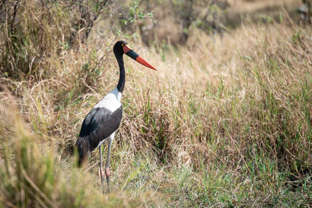 Black stork in Chobe National Park, Botswana, Africaの写真素材