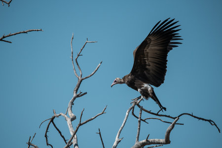 Griffon vulture, Gyps fulvus, single bird on branch, South Africaの写真素材