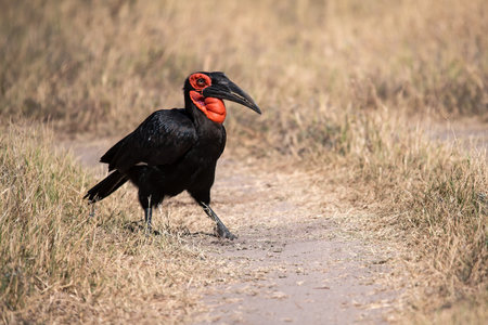 Southern Ground Hornbill, Bucorvus leadbeateri, single bird on road, South Africaの写真素材
