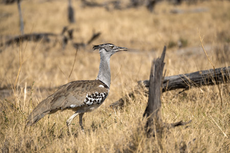 Kori bustard, Otis tarda, single bird in grass, South Africa