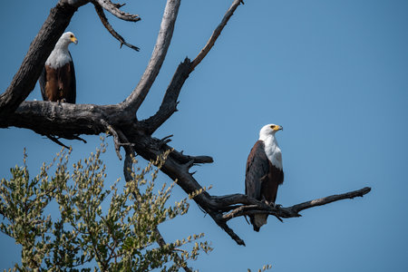 African Fish Eagle in Kruger National Park, South Africa