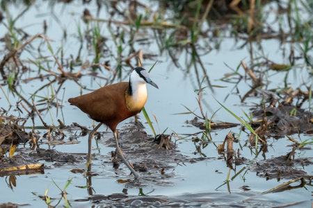 African Jacana in the natureの写真素材