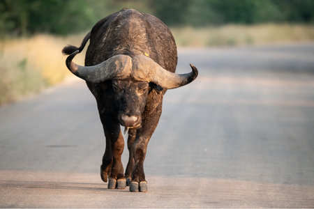 African buffalo crossing the road in Kruger National Park, South Africa ; Species Syncerus caffer family of Bovidaeの写真素材