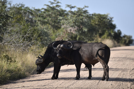 African buffalo in Kruger National Park, South Africa ; Species Syncerus caffer family of Bovidaeの写真素材