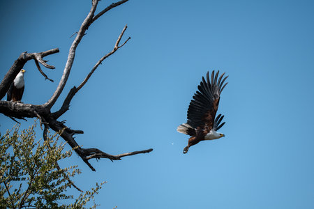 African Fish Eagle in Kruger National Park, South Africa ; Species Haliaeetus vocifer family of...