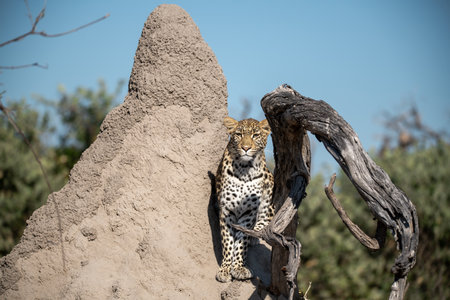 Cheetah sitting on termite mound in Okavango Delta, Botswanaの写真素材