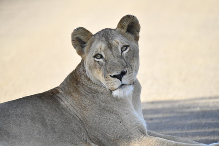 Lioness (Panthera leo) in Serengeti National Park, Tanzania