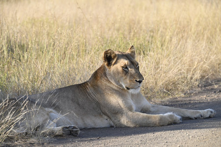 Lioness lying on the road in Serengeti National Park, Tanzaniaの写真素材