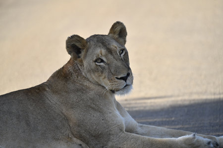 Lioness (Panthera leo) in Serengeti National Park, Tanzaniaの写真素材