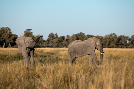 Elephants in Chobe National Park, Botswana, Africa