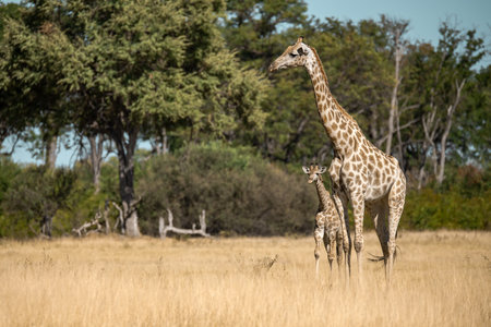 Giraffe mother and baby in the Okavango Delta