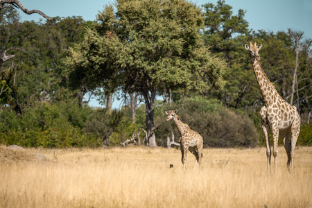 Giraffes in the Okavango Delta - Moremi National Park in Botswana