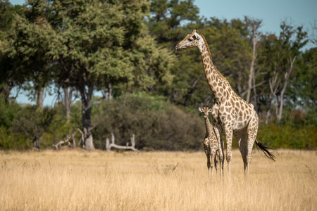 Giraffes in the Okavango Delta - Moremi National Park in Botswana