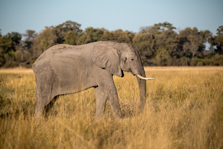 Elephant in the Okavango Delta - Moremi National Park in Botswanaの写真素材