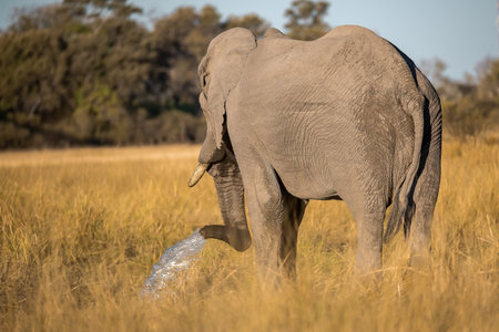 Elephant drinking water in the Okavango Delta - Moremi National Park in Botswanaの写真素材
